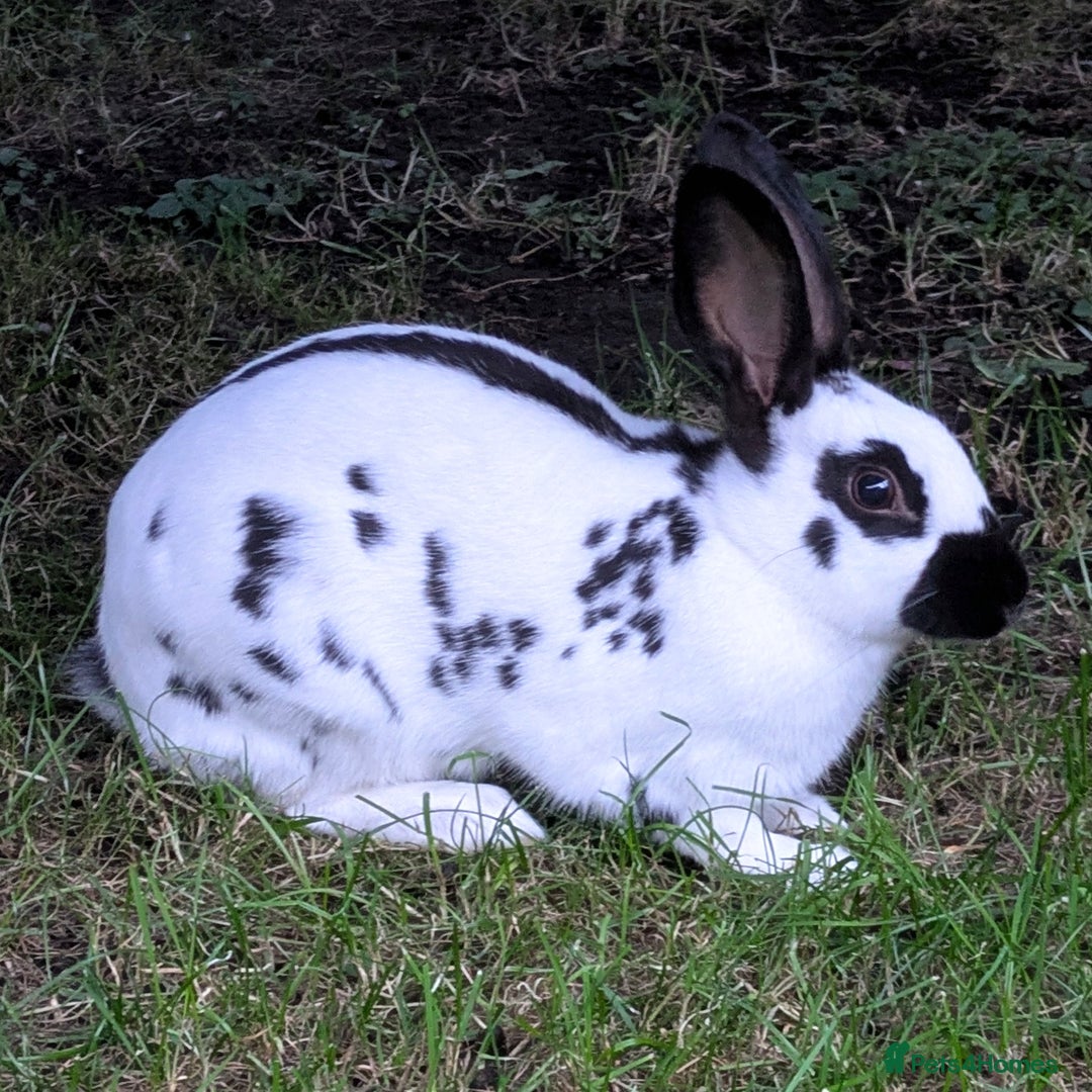 English Spot rabbits for sale: English Spot Doe - Image 4