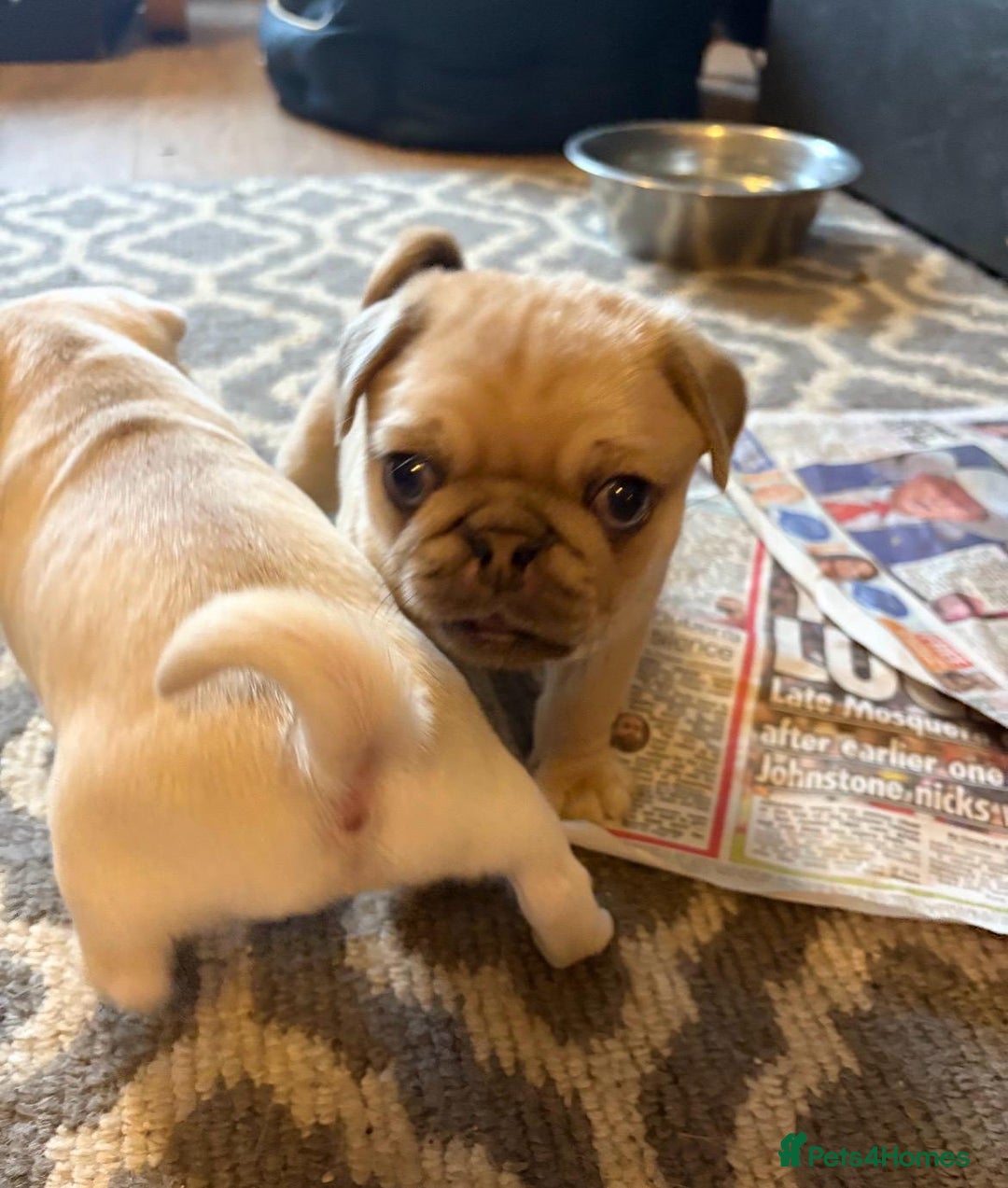 Pug dogs for sale: Stunning Pug Puppies - Advert 7