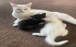 Mixed Breed cats for sale: 2 gorgeous female kittens  - Image 6