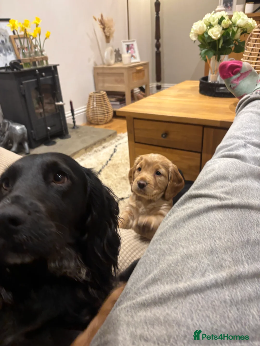 Cocker Spaniel dogs for sale: Working cocker spaniel pups - Advert 5