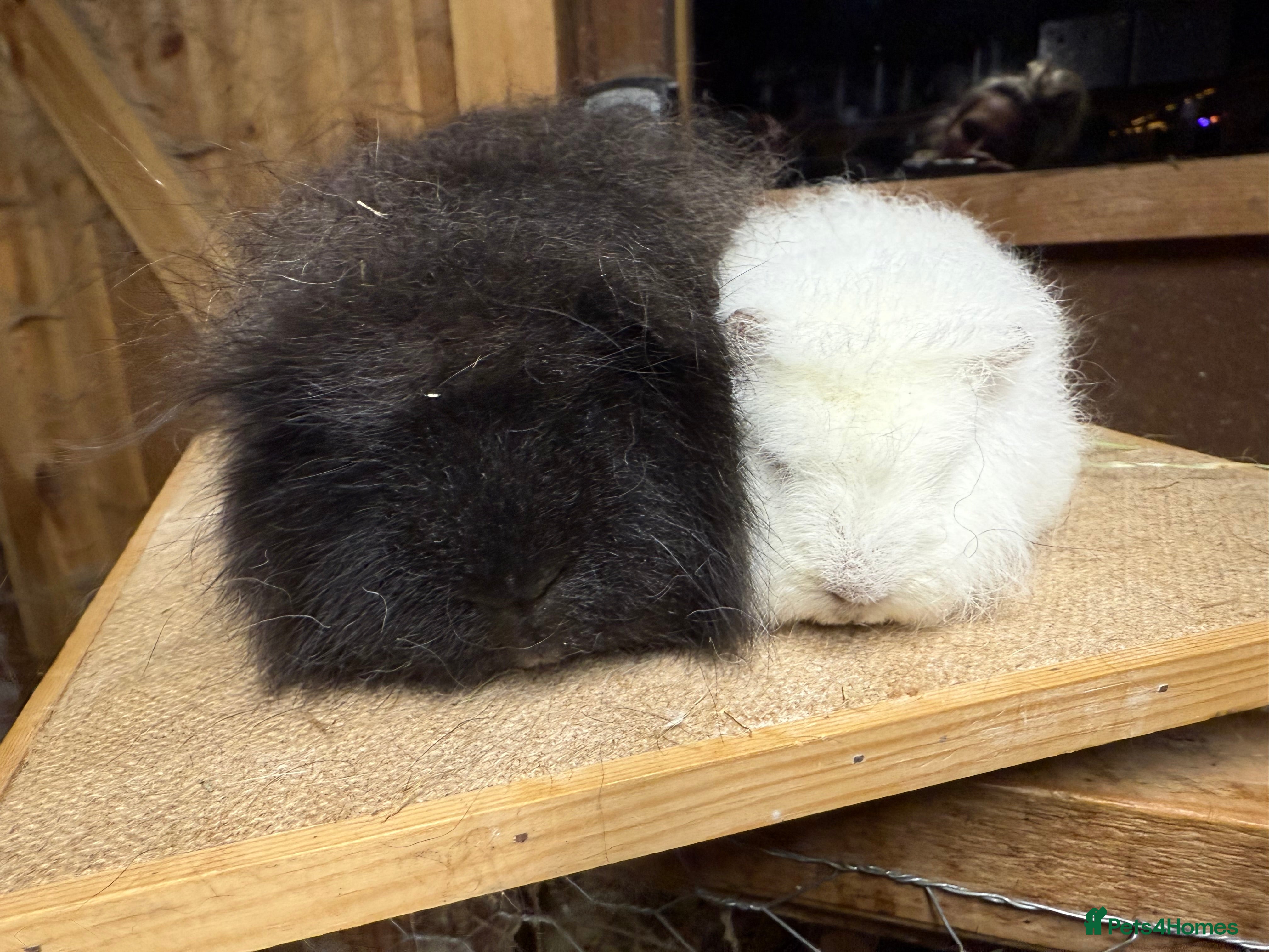 Guinea Pig rodents Pure bred California & Swiss guineapigs  - Advert 16