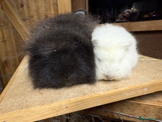 Guinea Pig rodents Pure bred California & Swiss guineapigs - Advert 16