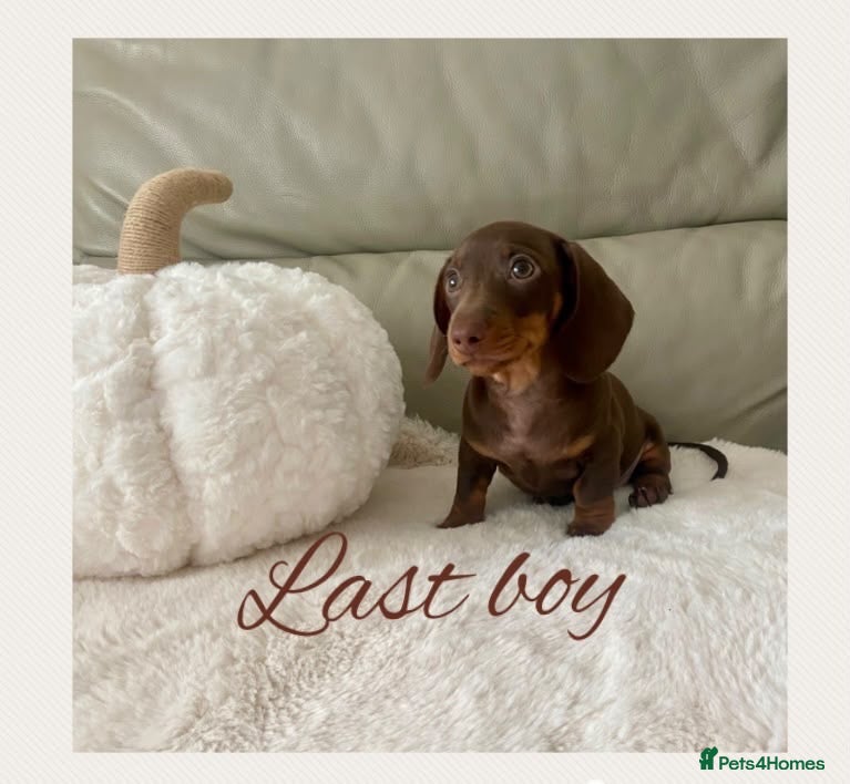 Miniature Dachshund dogs 1 True miniature dachshund boy - Advert 6
