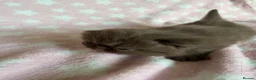 Exotic cats for sale: Litter of Chocolate & Black Exotics For Sale - Advert 13