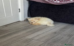 Chow Chow dogs for sale: Chow chow puppy  - Image 4
