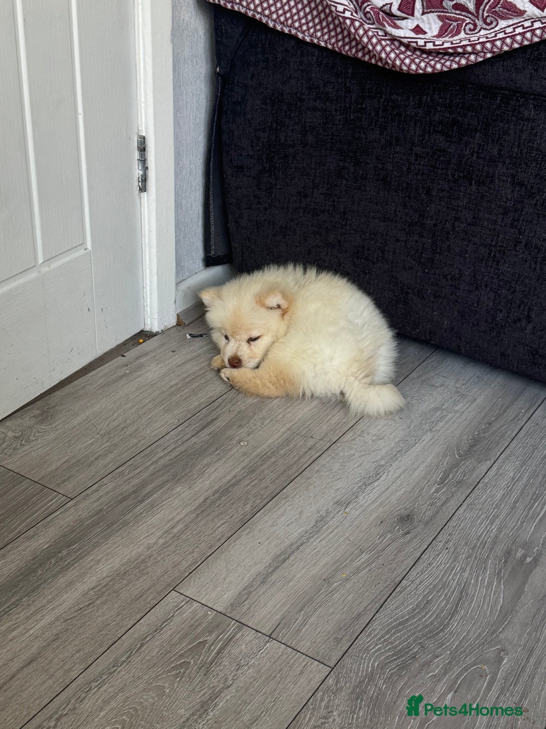 Chow Chow dogs for sale: Chow chow puppy  - Image 4