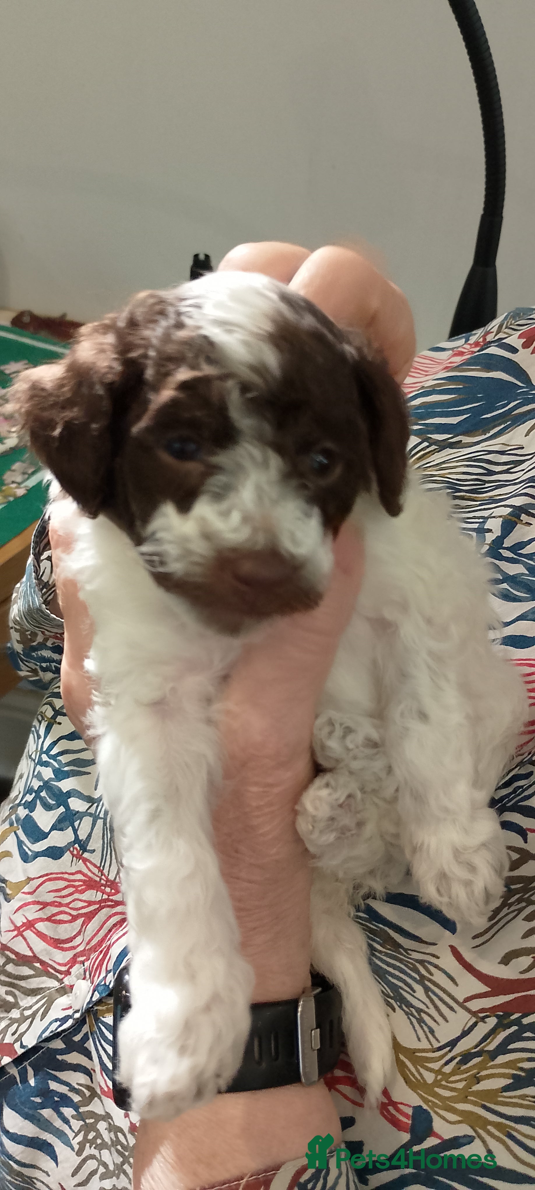 Mixed Breed dogs 3 miniature poodle puppies 2 boys 1 girl. - Advert 2