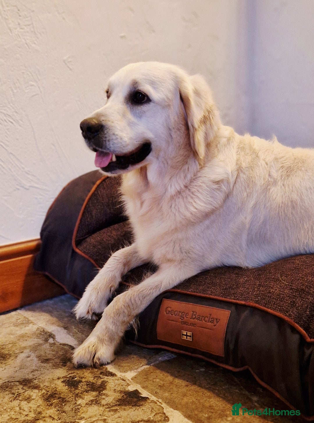 Golden Retriever dogs for sale: Newmiller Retrievers Litter Announcement  - Image 6