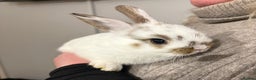 Netherland Dwarf rabbits for sale: cute Netherland dwarf cross babies - Advert 3