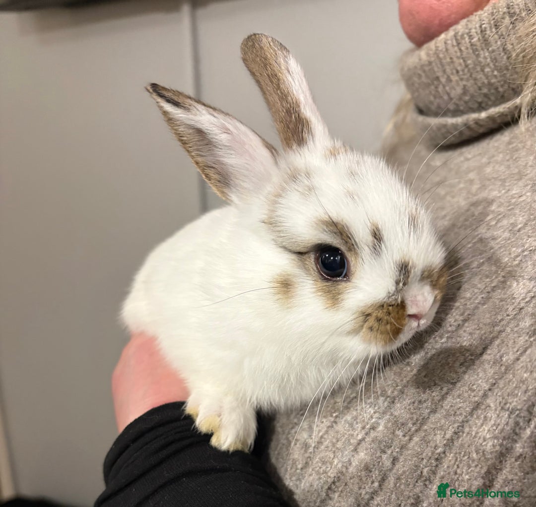 Netherland Dwarf rabbits for sale: cute Netherland dwarf cross babies - Advert 3