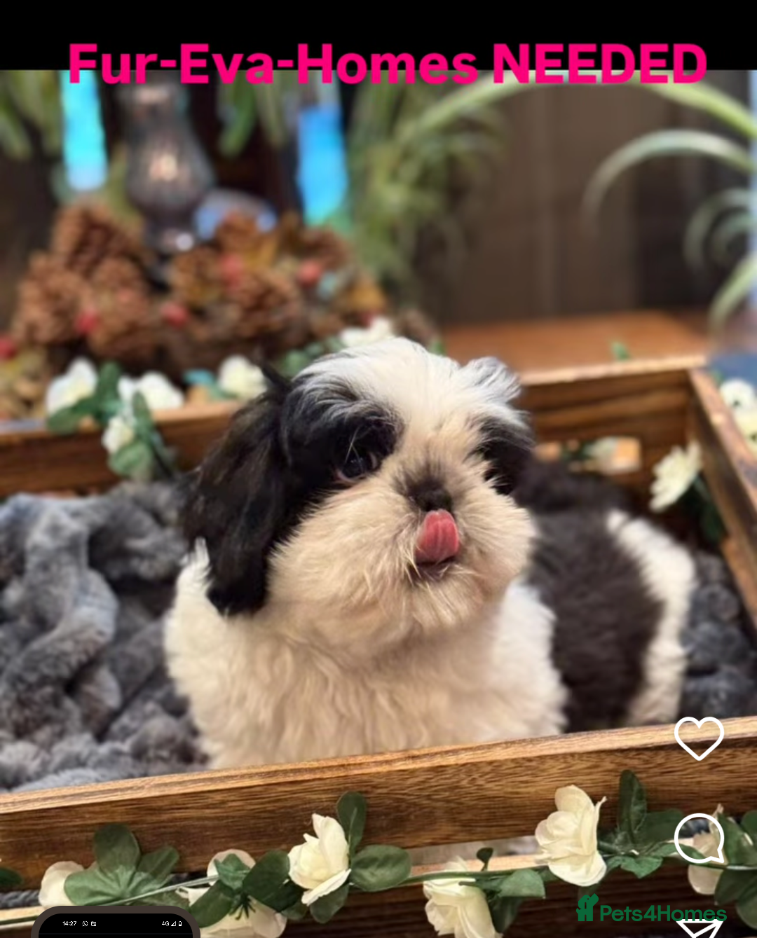 Shih Tzu dogs for sale: Pedigree Shitzu Puppies  - Image 5