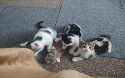 Mixed Breed cats for sale: Kittens  - Image 27