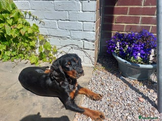 Cocker Spaniel dogs Exceptional KC Cocker Spaniel Pups - Advert 1