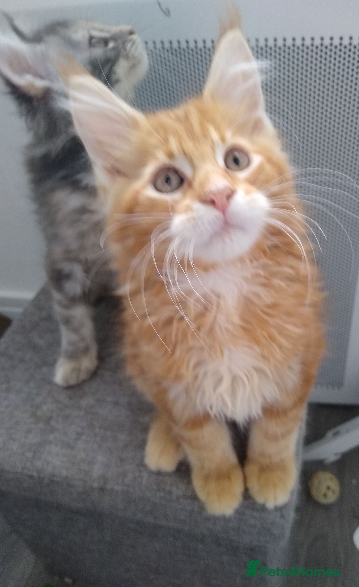 Maine Coon cats Main Coon 🐈 kittens already now  - Advert 1