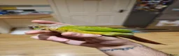 Conures birds for sale: Green cheek conure  in Lincoln - Advert 2