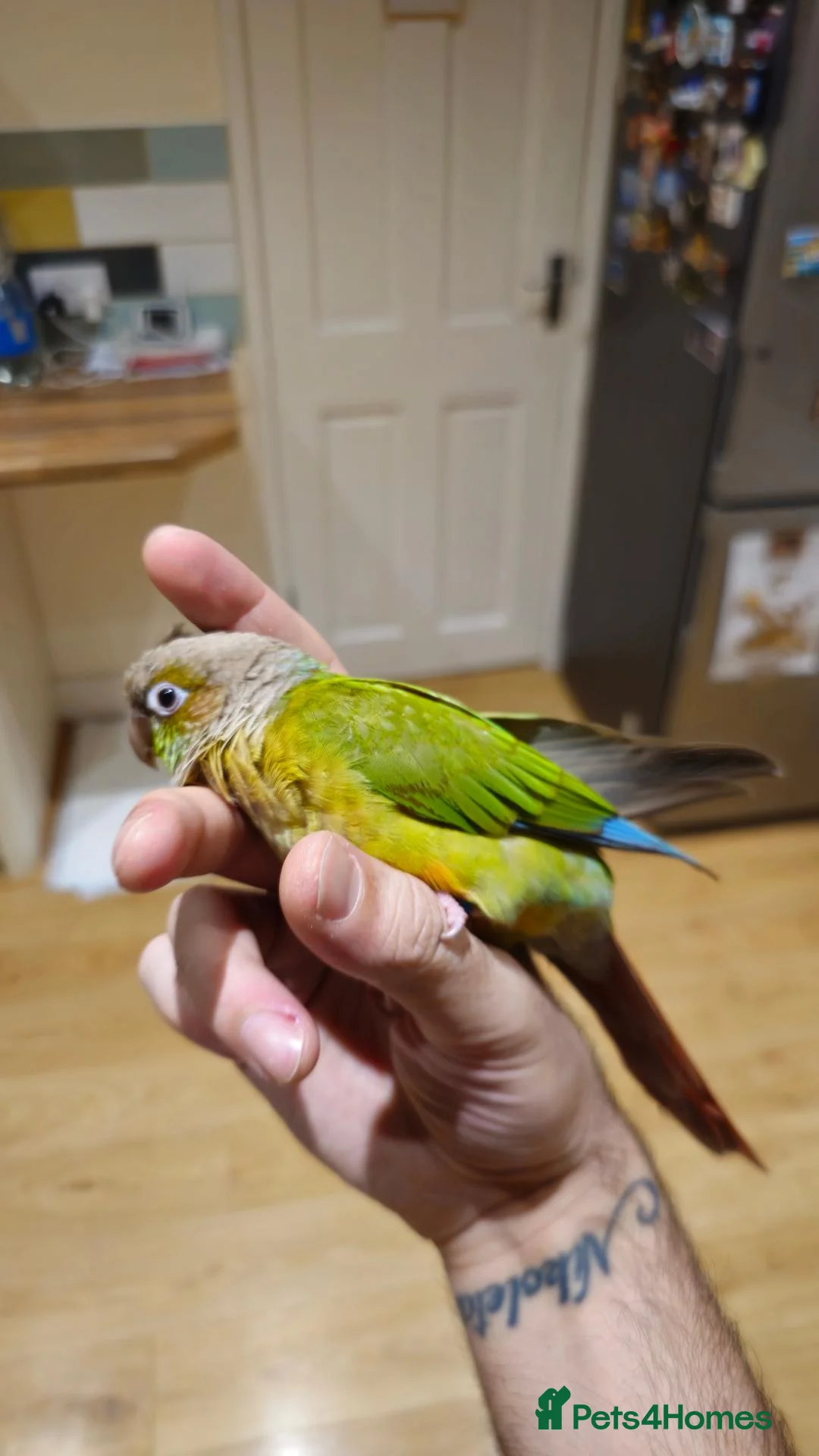 Conures birds for sale: Green cheek conure  in Lincoln - Advert 2