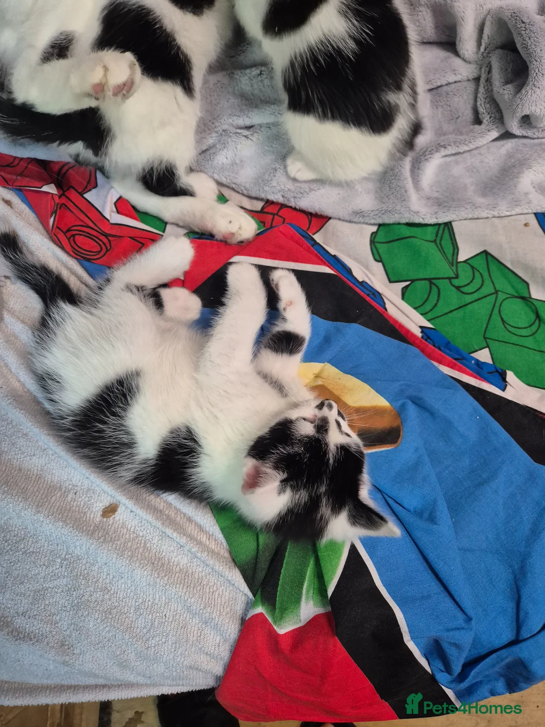 Mixed Breed cats for sale: Freindly kitten  - Advert 12