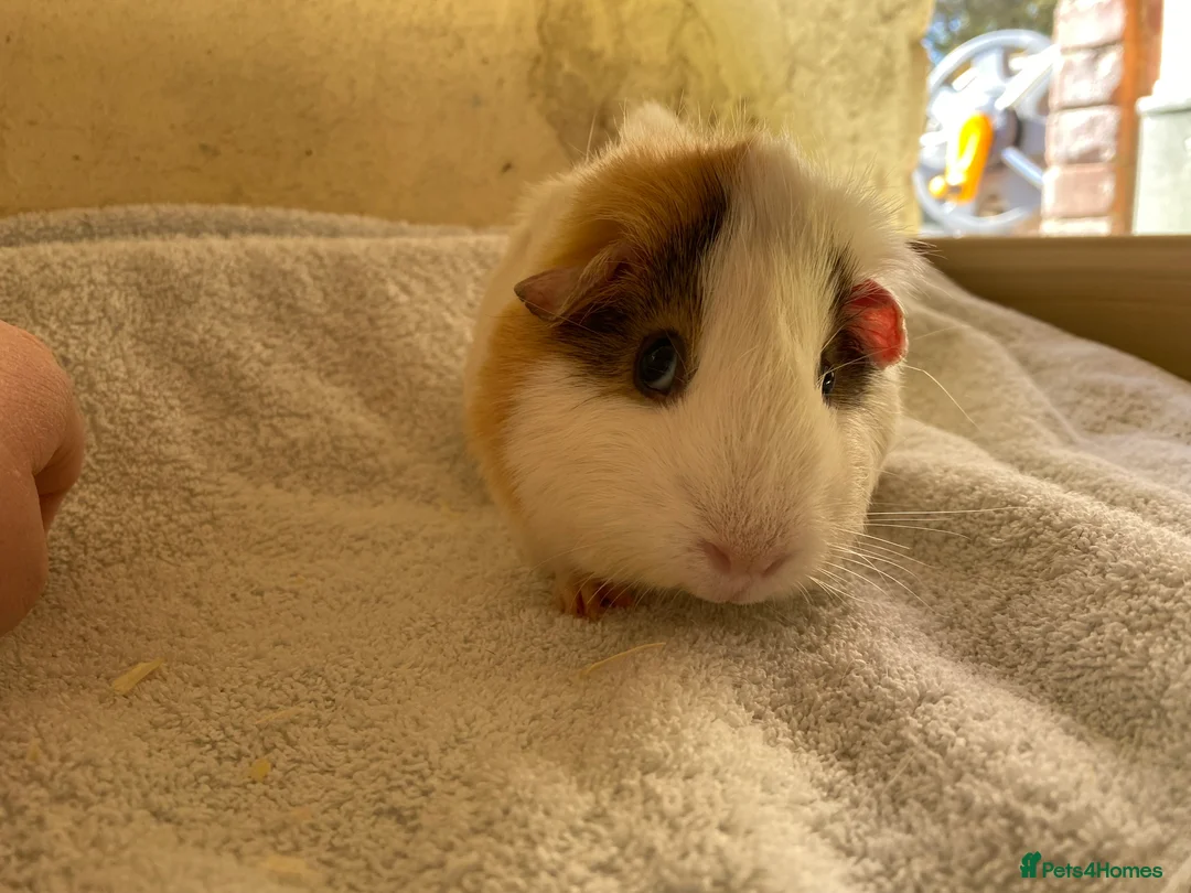 Guinea Pig rodents for sale: Guinea pig sows available  - Advert 2