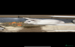 Lionhead rabbits for sale: 2 Lionhead bunnies for sale  - Image 10