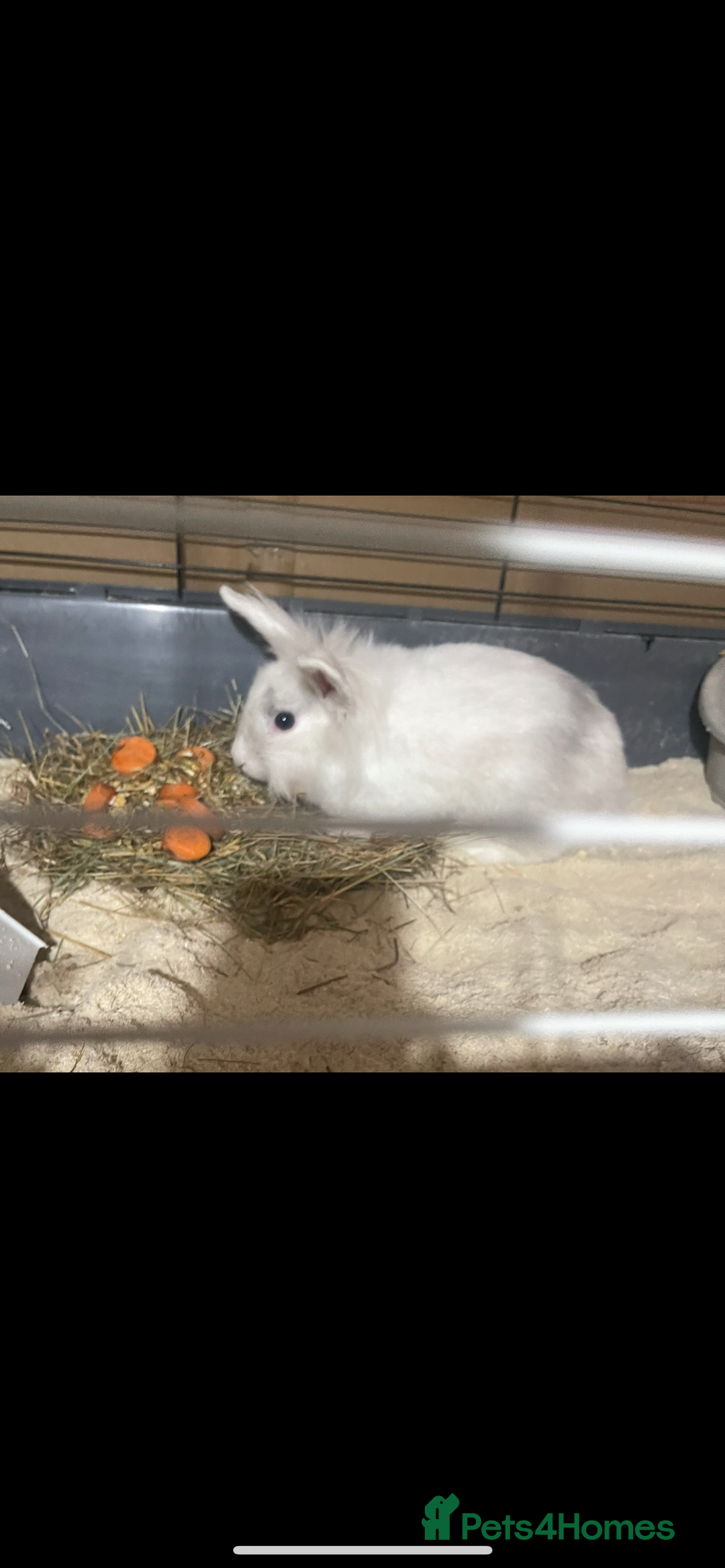 Lionhead rabbits for sale: 2 Lionhead bunnies for sale  - Image 10