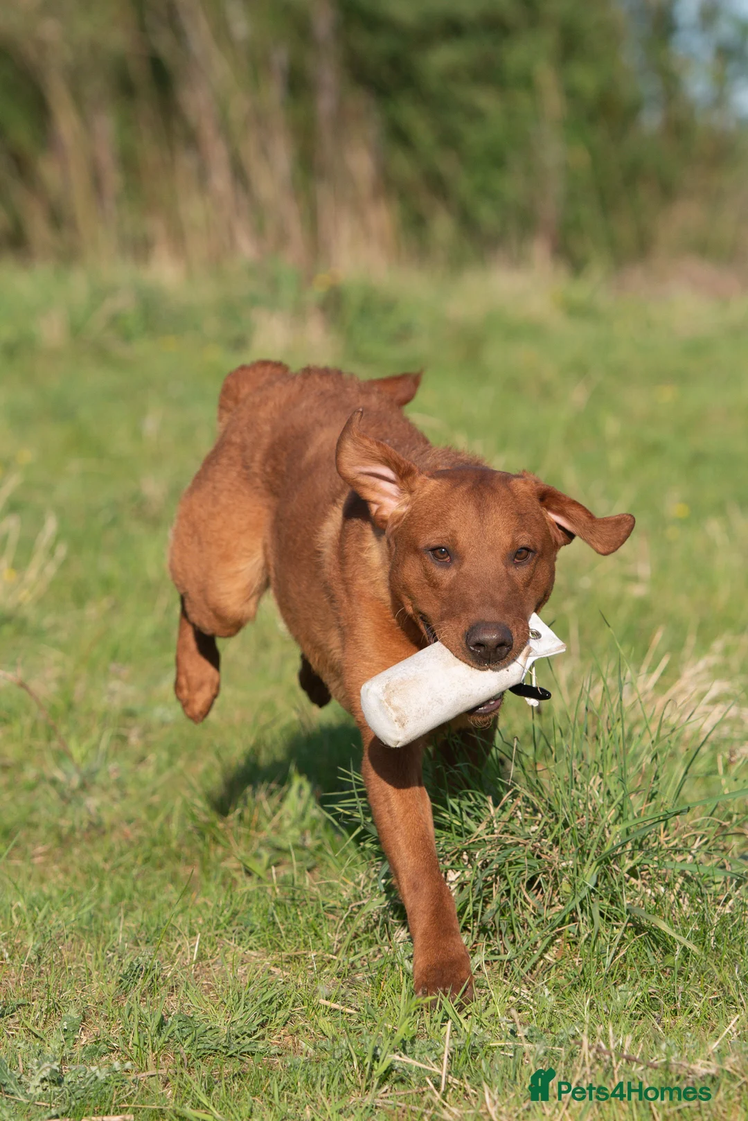 Labrador Retriever dogs for stud: FULLY HEALTH TESTED DARK RED STUD in Tadcaster - Advert 14