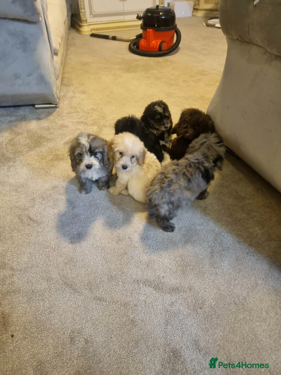 Cockapoo dogs for sale: Beautiful cockapoo  - Advert 22