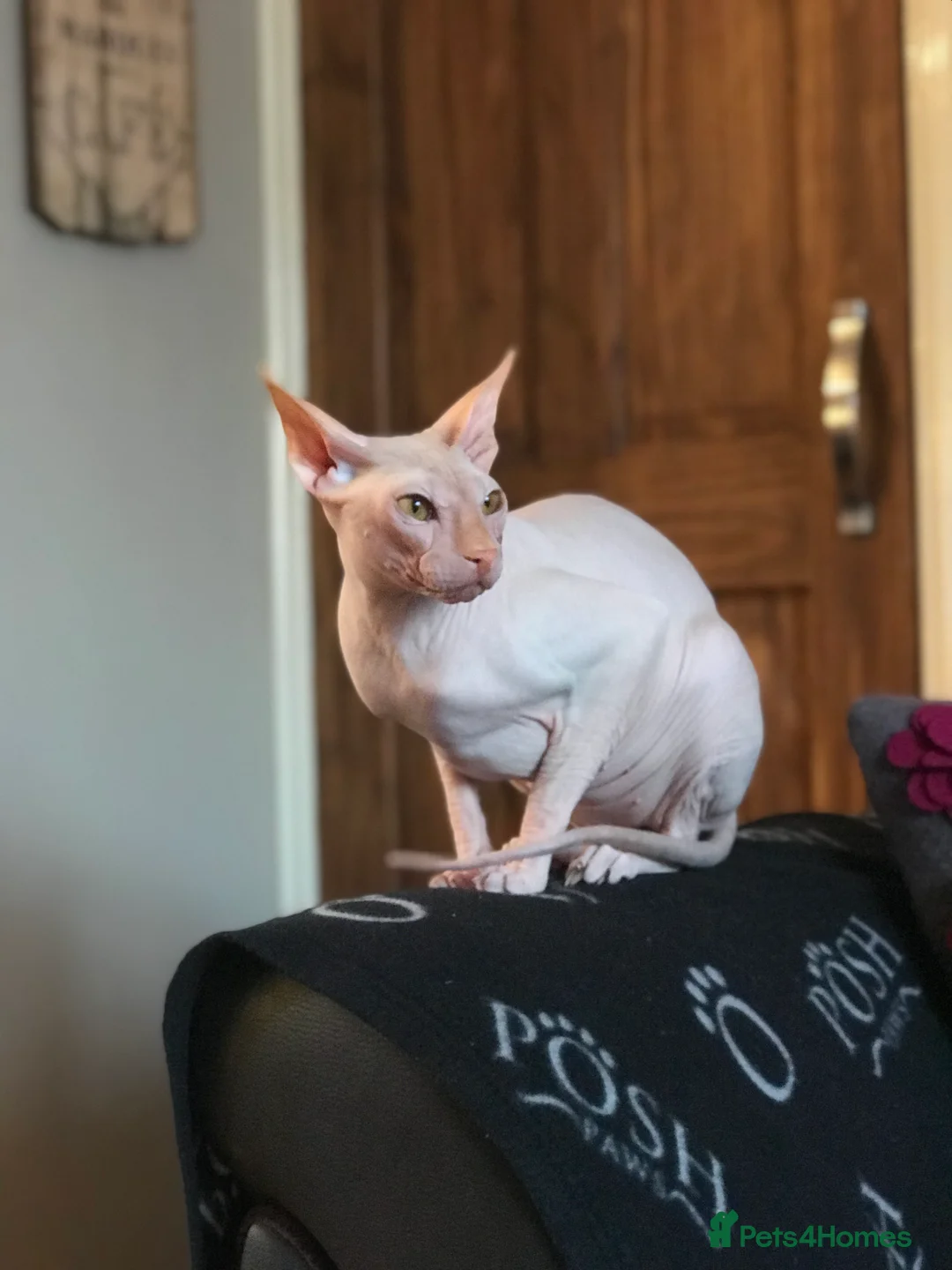 Sphynx cats for sale: 9 year old neutered male Sphynx cat  - Advert 2