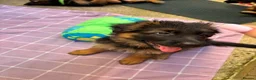 German Shepherd dogs for sale: KC German Shepherd puppies  - Advert 21