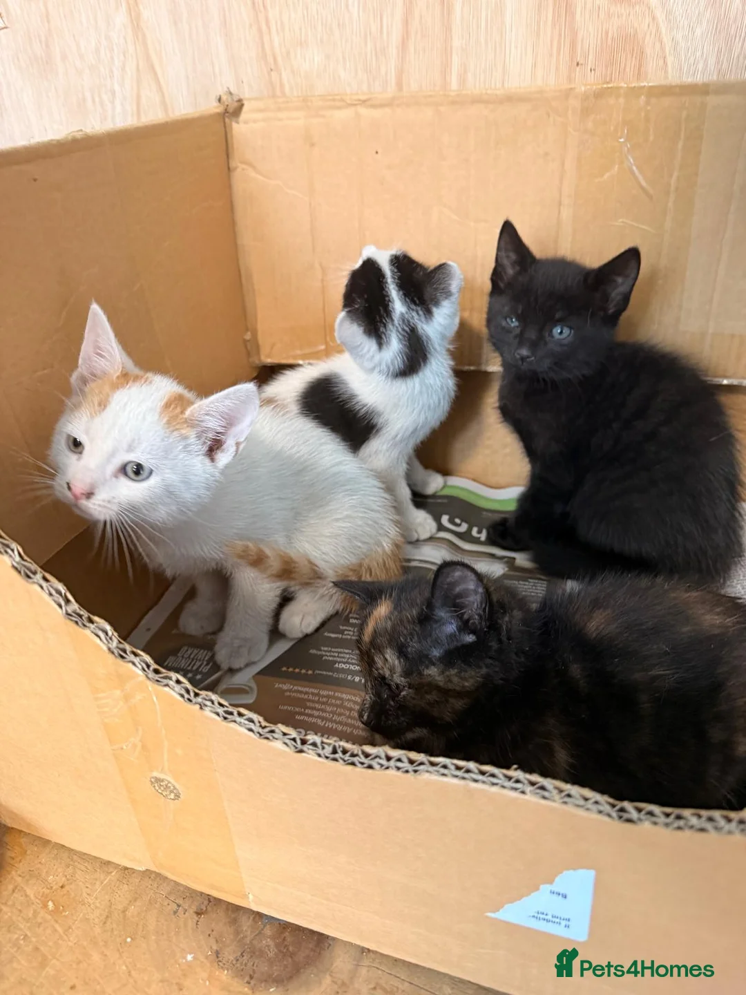 Mixed Breed cats for sale: Adorable kittens for sale in Liverpool - Advert 2