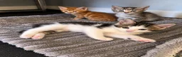 Mixed Breed cats for sale: 🐾 6 Beautiful Tabby x British Shorthair Kittens - Advert 8