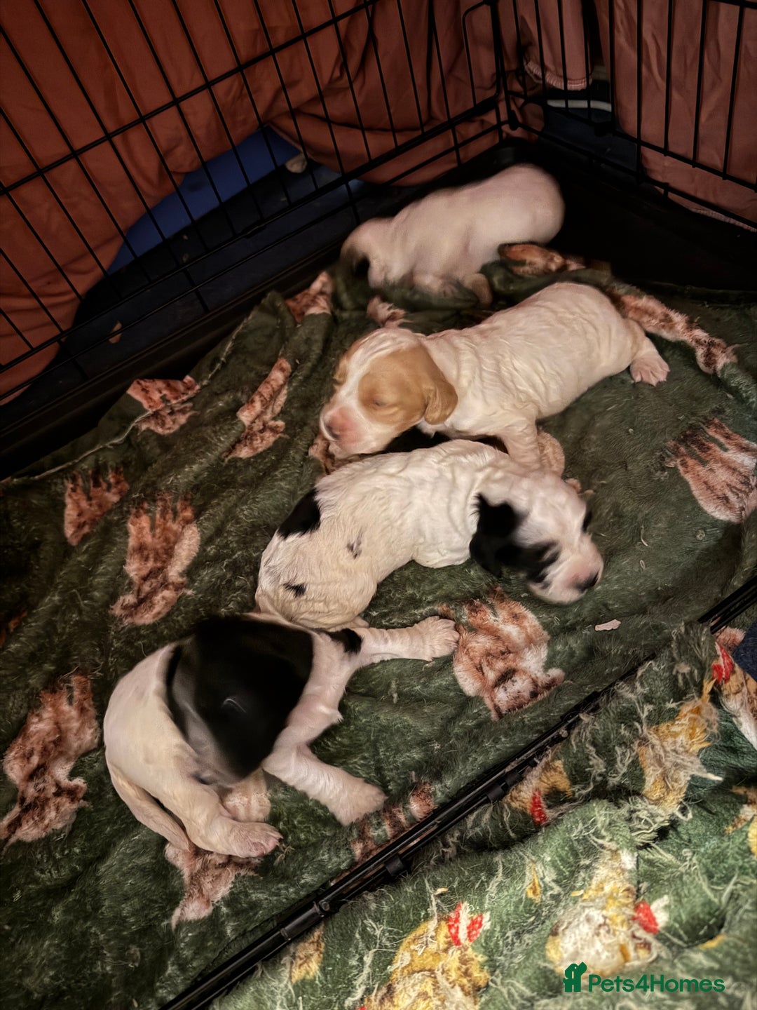 Cocker Spaniel dogs for sale: Cocker spaniel pups   - Advert 2