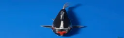 Koi Carp fish for sale: Japanese Koi - Top Quality - Advert 12