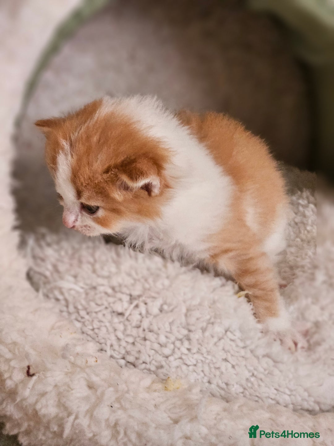 Mixed Breed cats for sale: 3 kittens for sale.  - Image 7
