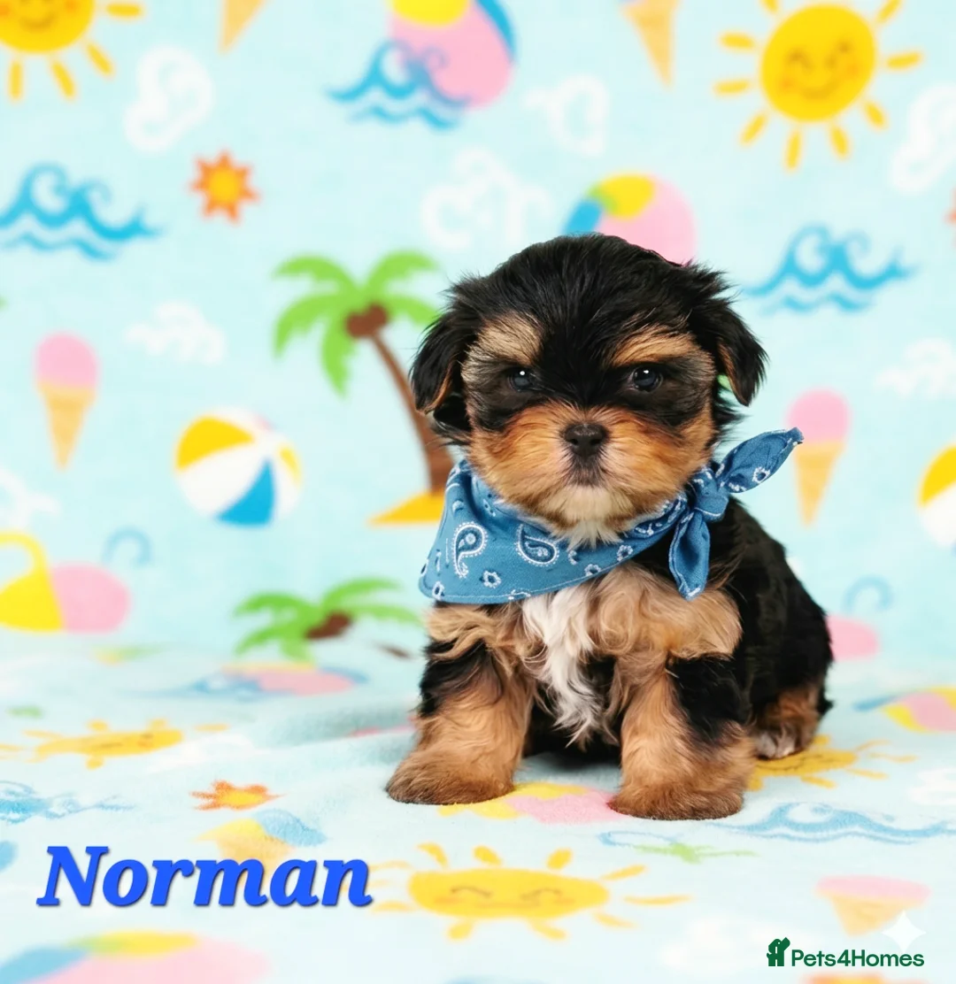 Yorkshire Terrier dogs for sale: 1 pup left Norman  - Advert 1