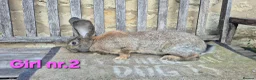 Continental Giant rabbits for sale: VACCINATED Pure Continental Giant  - Advert 24