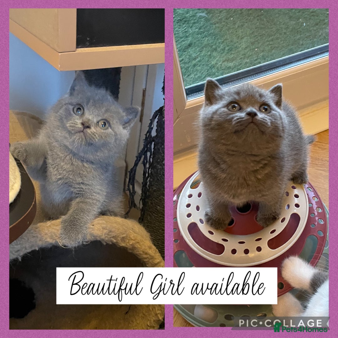 British Shorthair cats for sale: 🏆Champion GCCF British Shorthair kittens 🏆 - Image 12