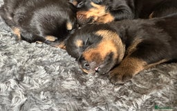 Rottweiler dogs for sale: Rottweiler puppies  - Advert 22