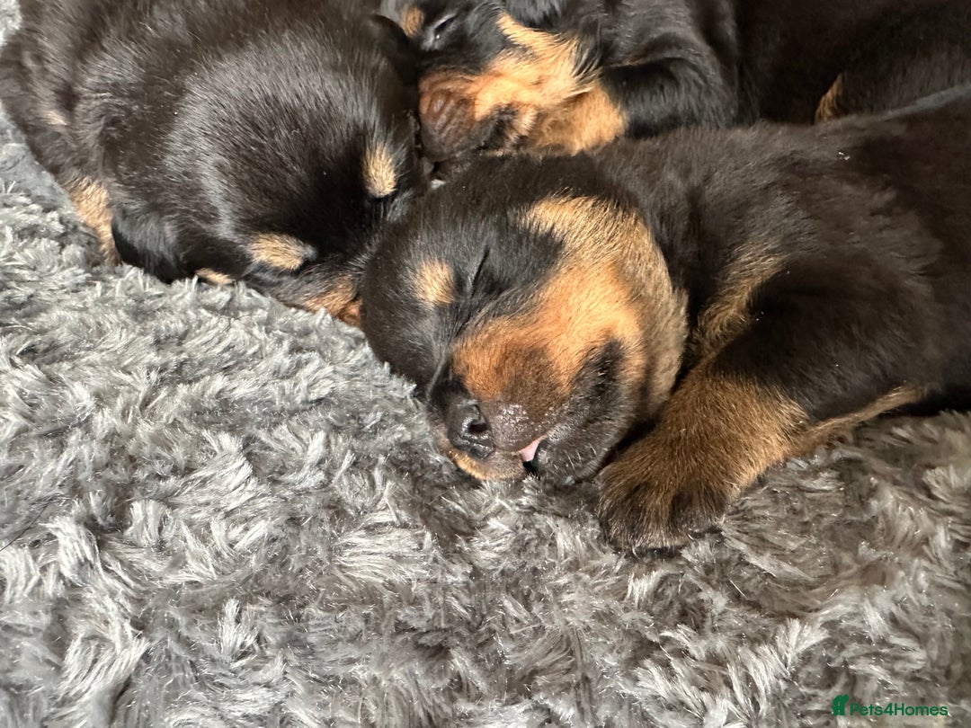 Rottweiler dogs for sale: Rottweiler puppies  - Advert 22