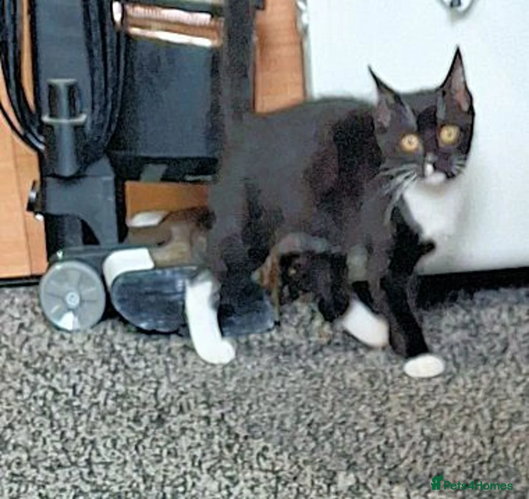 Mixed Breed cats for adoption: LEVI AND LOUISE - Advert 7