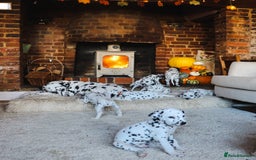 Dalmatian dogs for sale: Beautiful KC Registered Dalmatian Litter - Image 15