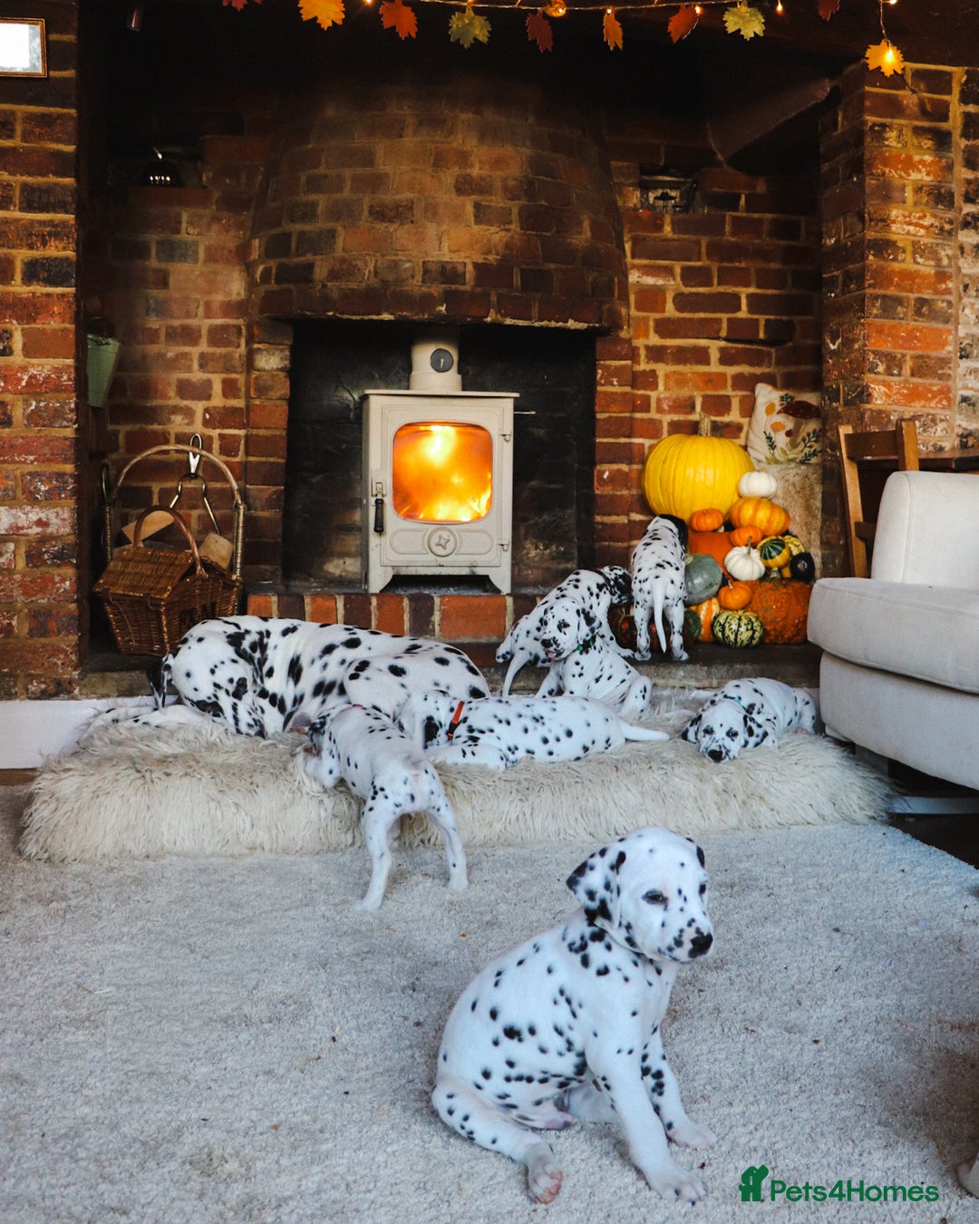 Dalmatian dogs for sale: Beautiful KC Registered Dalmatian Litter - Image 15
