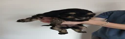 Cockapoo dogs for sale: 5 beautiful Toy Cockapoos available - Advert 25