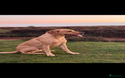 Labrador Retriever dogs for sale: Female Yellow Labrador Puppy  - Image 16