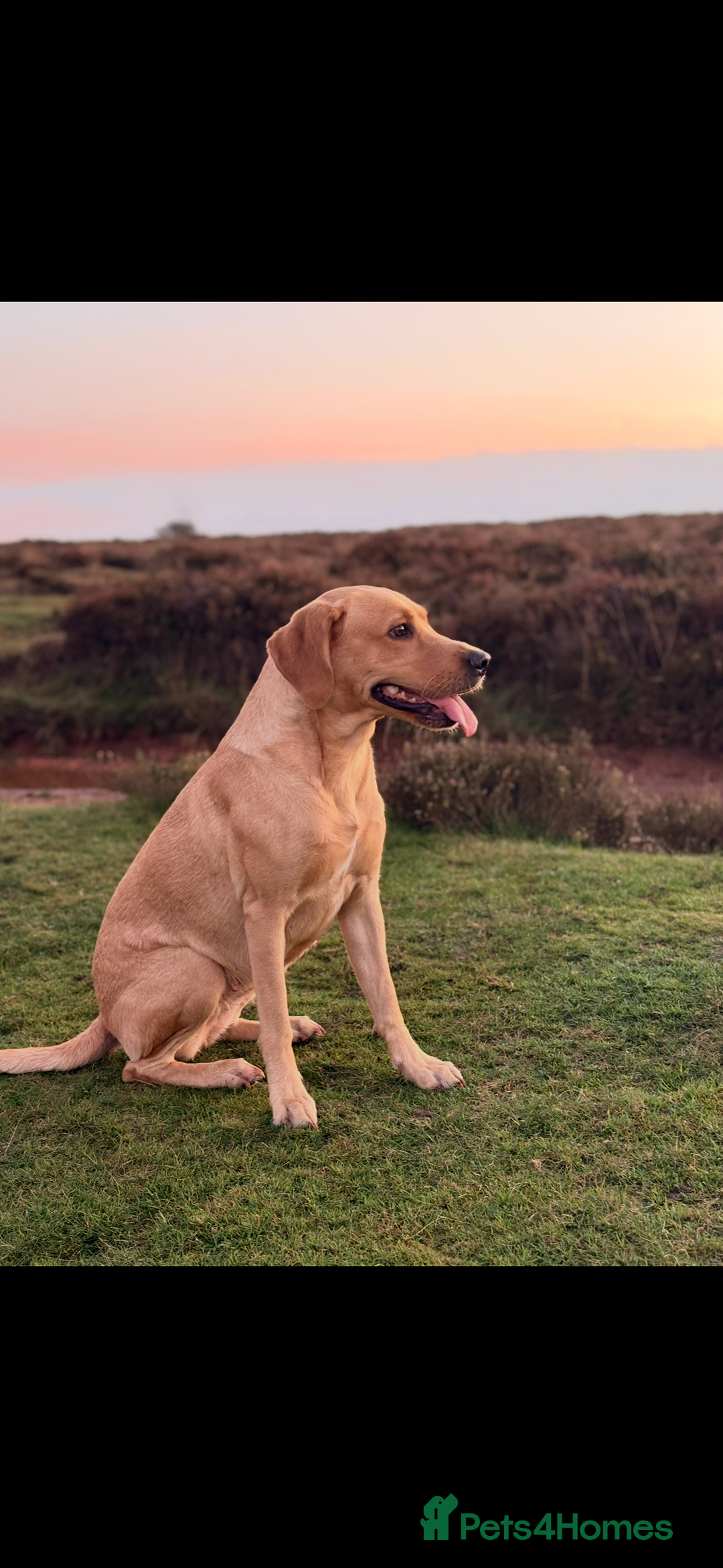 Labrador Retriever dogs for sale: Female Yellow Labrador Puppy  - Image 16