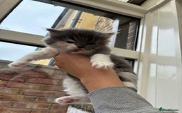 Ragdoll cats for sale: Cuddly Ragdoll X kittens - Image 7