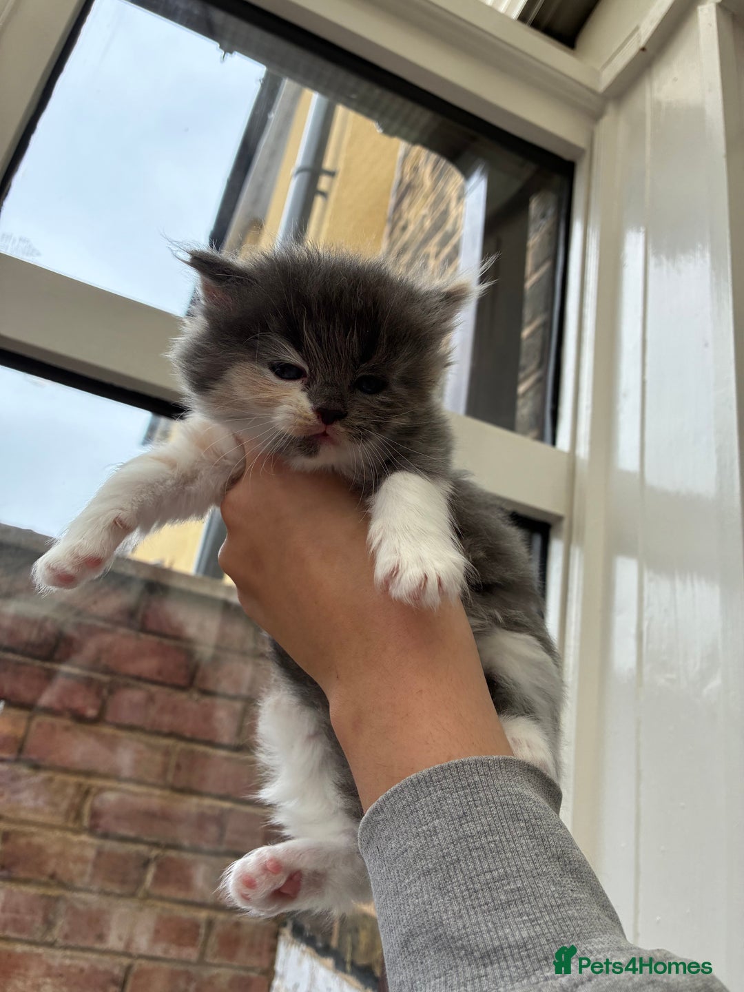 Ragdoll cats for sale: Cuddly Ragdoll X kittens - Image 7
