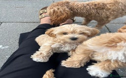 Maltipoo dogs for sale: A litter of 5 beautiful Maltipoo’s  - Image 20