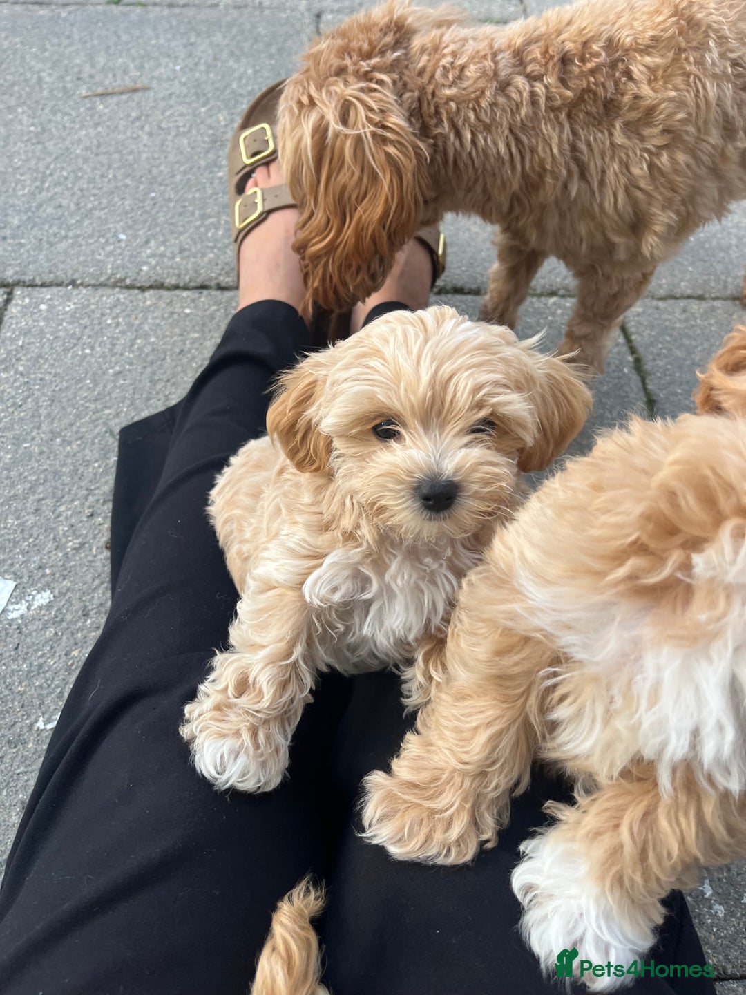 Maltipoo dogs for sale: A litter of 5 beautiful Maltipoo’s  - Image 20