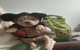 American Bully dogs for sale: Reduced pocket bully’s. Ready to leave! - Image 12