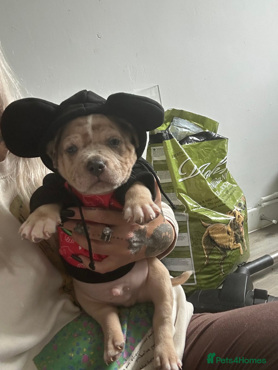 American Bully dogs for sale: Reduced pocket bully’s. Ready to leave! - Image 12